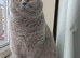 Lilac British Shorthair Female