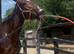 4yo gelding
