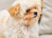 Amazing Korean/Asian Tiny Maltipoo Puppies