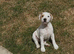 Two Jack Russell Dog Pups for Sale