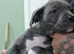 Blue staffies