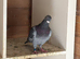 Homing pigeons available &pound;10 each