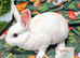Pedigree Mini Rex bunnies ready for reserve. Ready to leave us on Tuesday 13th October.