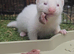 Ferret kits