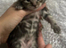 Beautiful mixed litter
