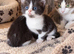 Beautiful Litter Of Black And White Kittens
