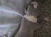 Puppies