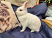 Female Netherland dwarf