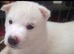 White Siberian Husky Pups