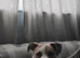 Staff x Bull mastiff for rehoming