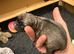 Pug Puppies due 9th September