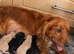 F1 toy cockapoo puppies LAST TWO!