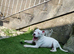White bitch 11 month old