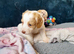 Gorgeous Cockapoo pups