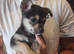 Cute little 8 week chuihaua
