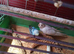 Young Cockatiels for sale