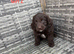 Cockapoo pups READY TO LEAVE