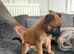 Belgian Malinois pups ready to go!