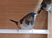 Proven pair bengalese finches for sale