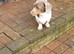 Dachshund female Piebald
