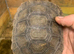 BURMESE BROWN MOUNTAIN TORTOISES 2 YEARS OLD