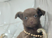 Tiny chihuahua puppies
