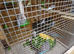 Budgies