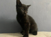Grey and black kittens