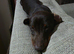 Dachshund puppies for sale
