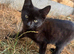 Kittens available