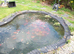 goldfish