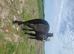 Connemara gelding rising 4