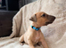 Last kc registered male whippet pup