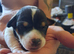 Jack Russell Pups Hastings