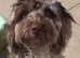 Beautiful male cockapoo for stud