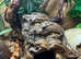 Pink Tongue Skinks at Birmingham Reptiles