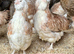 Large Fowl Brahma and faverolle hens
