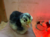 12 day old chicks