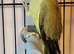 Beautiful Olive Mutation Young Indian Ringneck Talking Parrot