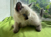 Ragdoll Sweet Kittens + chip, health card, food