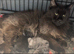 XL black,black smoke maine coon kittens