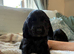 Show type cocker spaniels