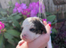 Toy Cavapoo puppies