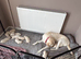 One female Goldador puppy