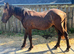Welsh cob Colt