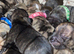 Staffordshire bull terrier pups available