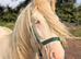 Beautiful cremello yearling