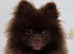 STUD RICH CHOCOLATE KC POM