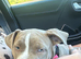 American bully puppy