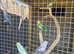 Budgies
